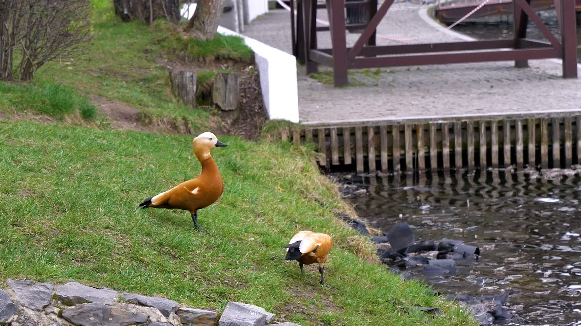 В Измайловском парке. Фото: Павел Сеничев