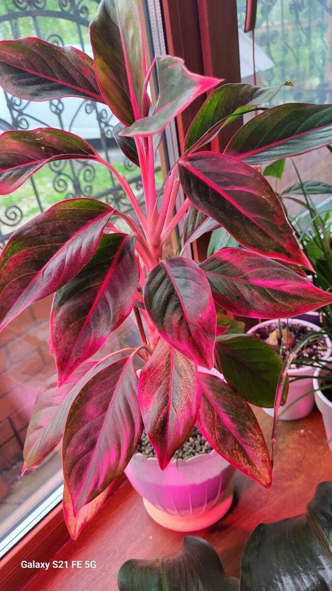 Вот такая красавица