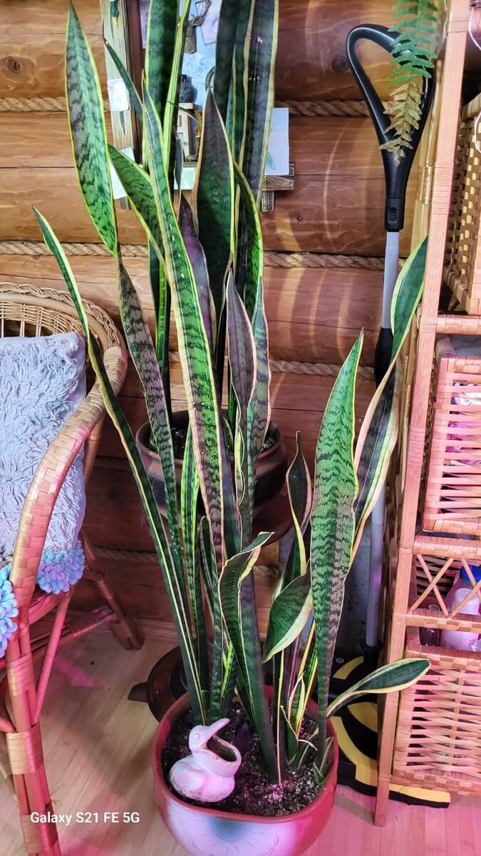 Вот это точно неубиваемое растение. Этой сансивьерии больше 10 лет. Пару лет назад я ее рассадила. Тем летом она выпустила новые розетки.