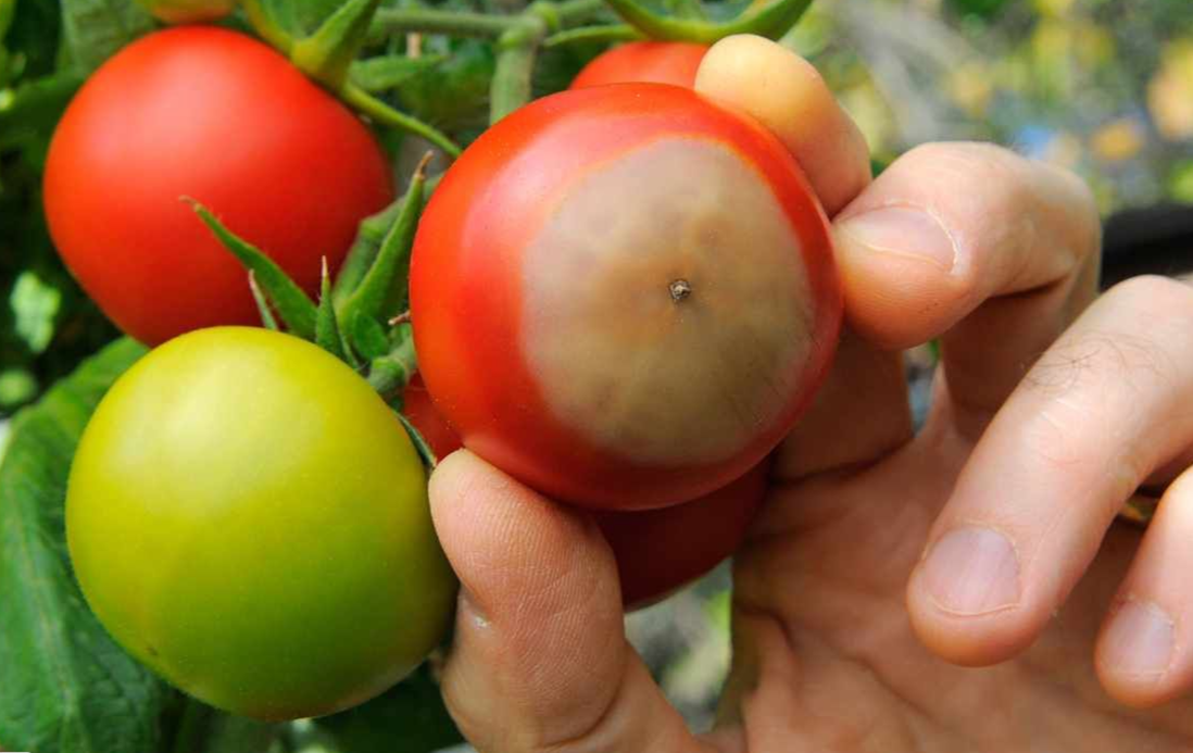 вершинная гниль на томатах