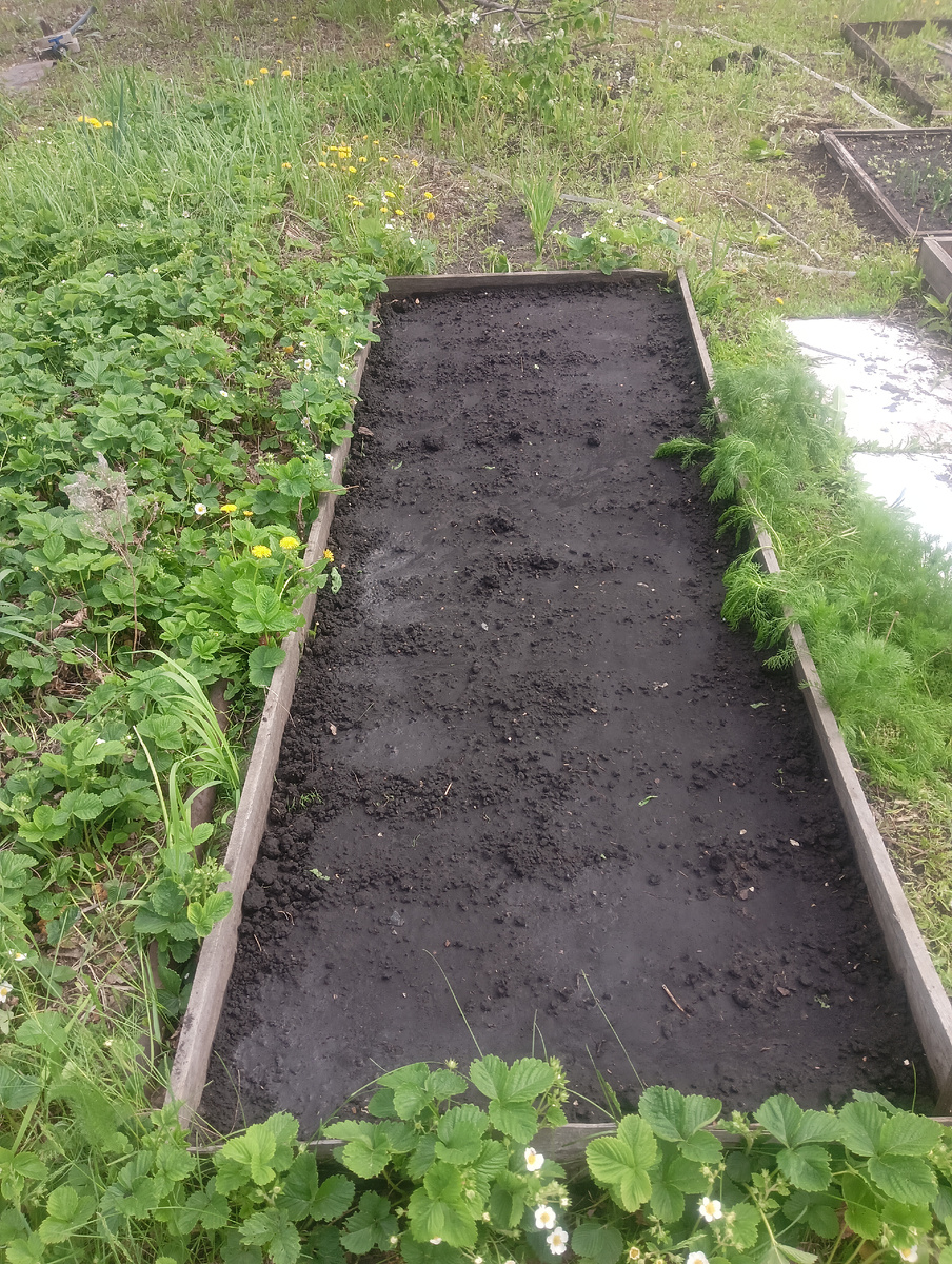 Большая грядка с горохом