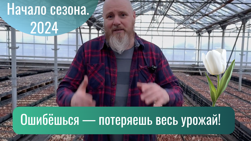 Начало сезона тюльпанов: эти 2 недели решают всё. Ошибёшься — потеряешь урожай 2024
