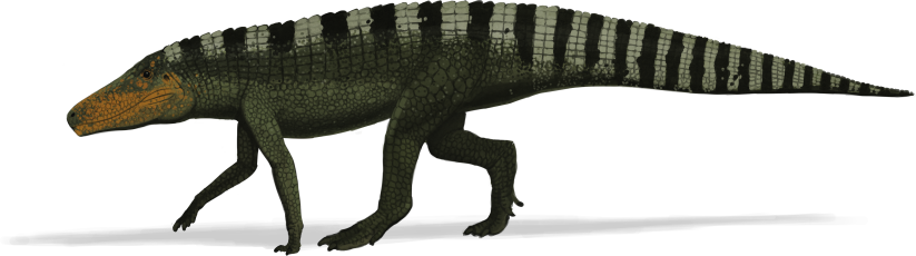 Батрахотом.