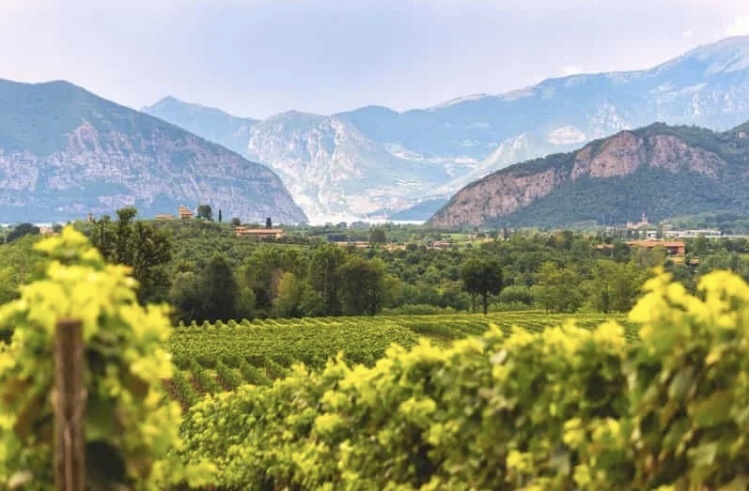 Виноградники 