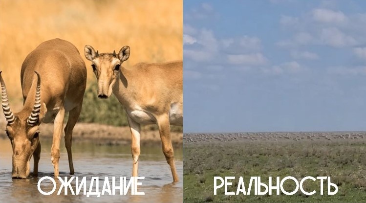 Фотография с сайта заповедника "Черные земли" и скриншот из моего видео с телефона