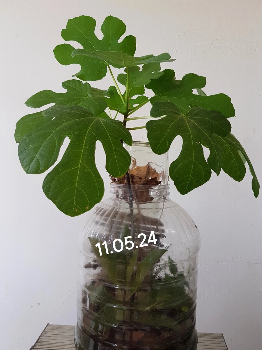 Сейчас уже и не вспомнить, когда маленький инжирчик был сюда высажен. Не предполагала, что он так уютно освоится и со временем возмужает. Жители банки не решились этому воспрепятствовать.