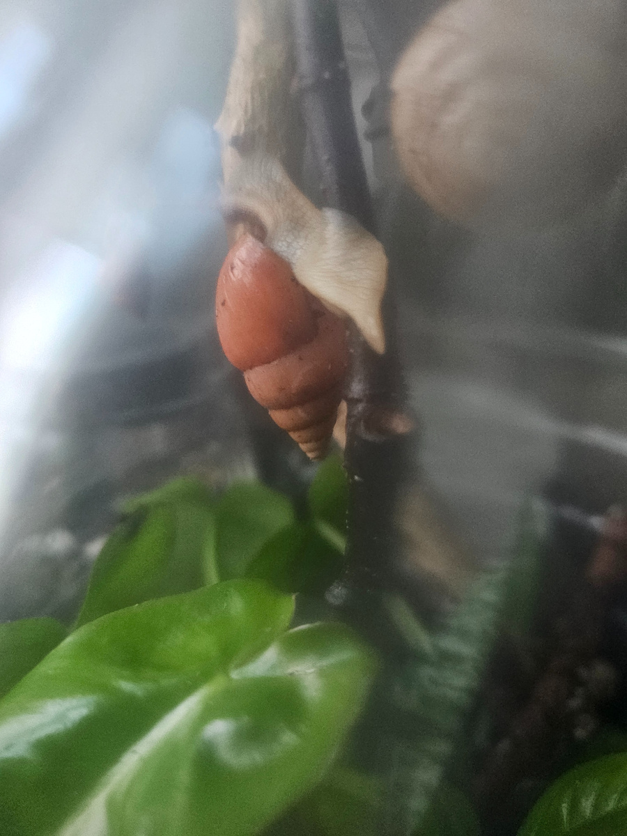 Инжир не только соседствует с улитками, позволяя им ползать по его стволу, но и прекрасно уживается с другими растениями.