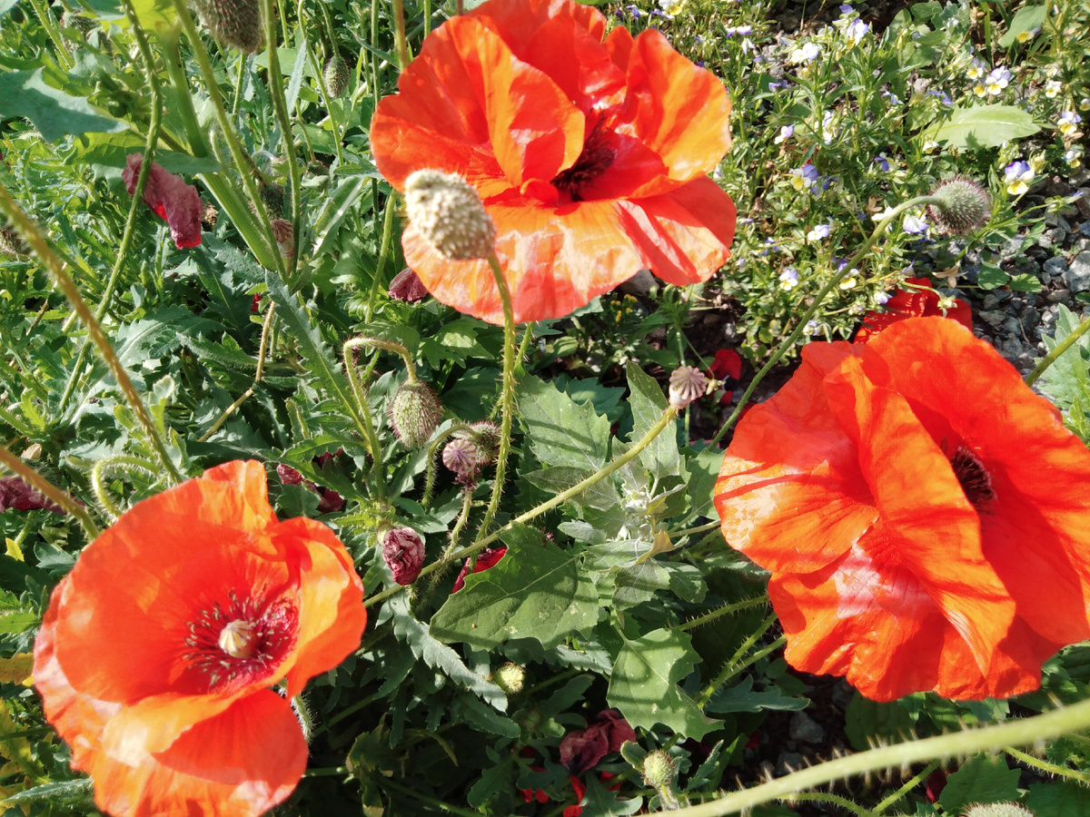 Немного летних фотографий