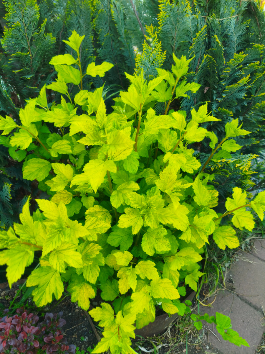 Пузыреплодник Лютеус. Сильно порезала, теперь красавчик просто. Листайте галерею...