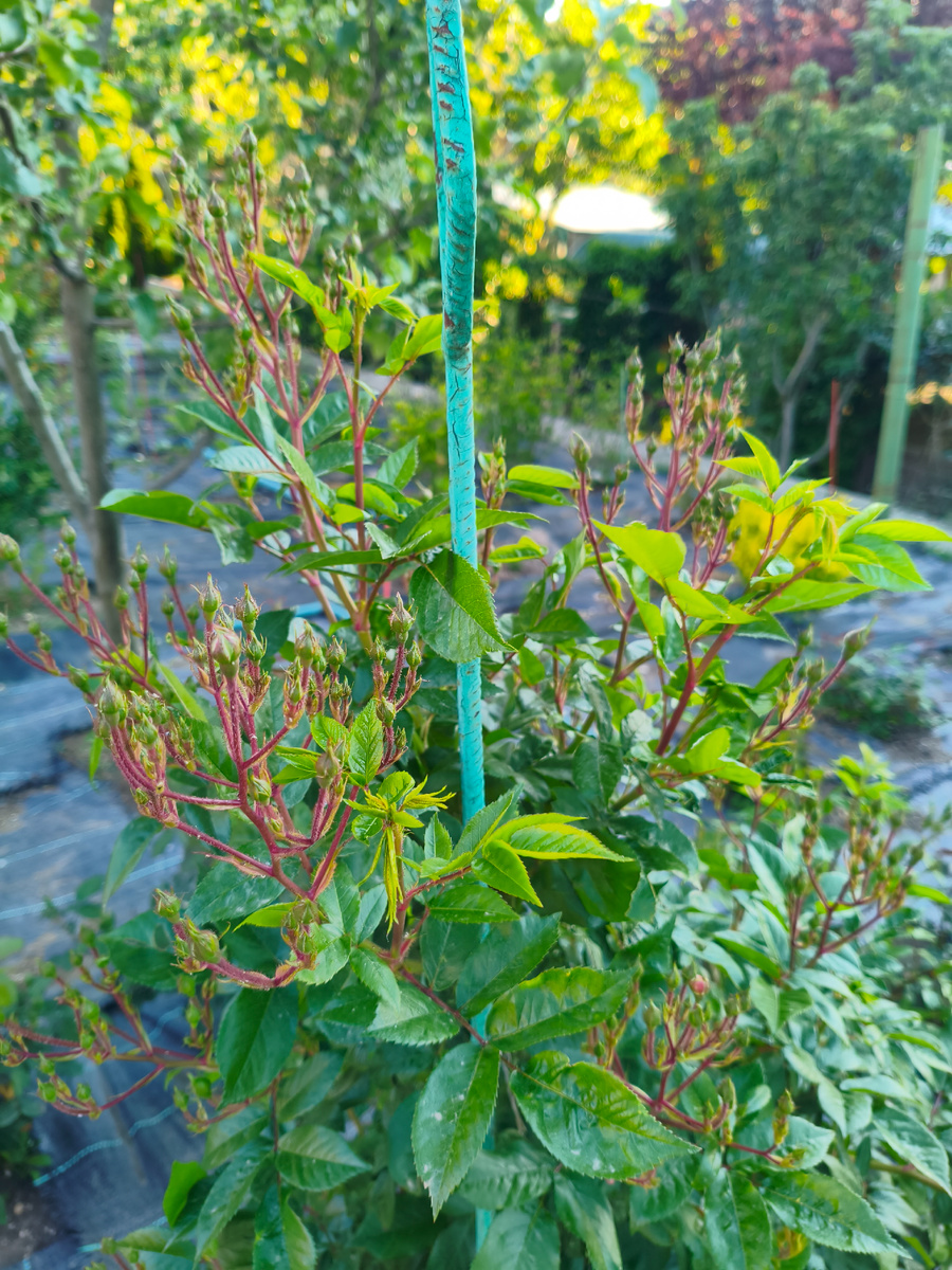 Перенниал Блю. Жду цветения. Была тля, избавилась.