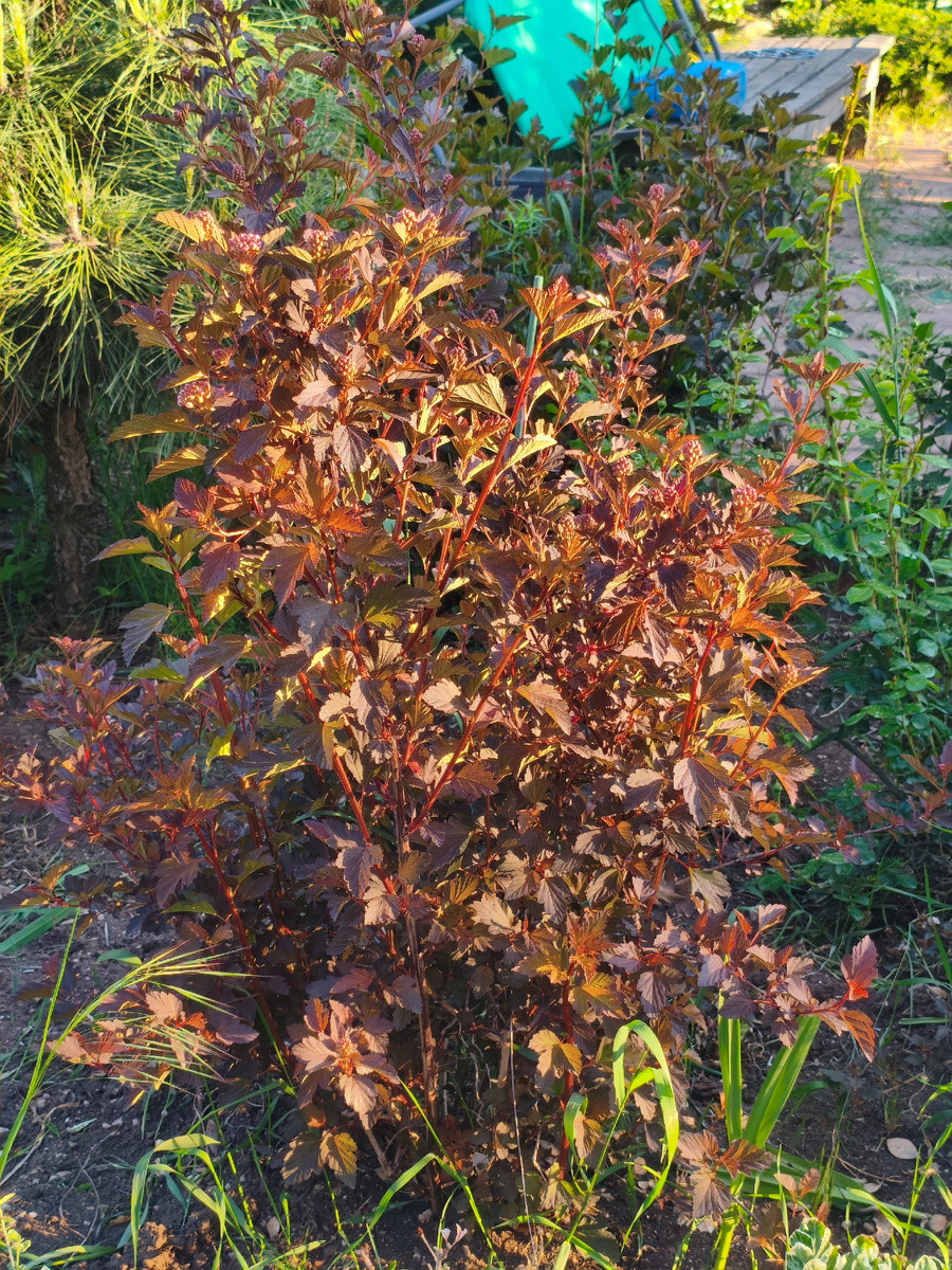 Красавцы пузыреплодники