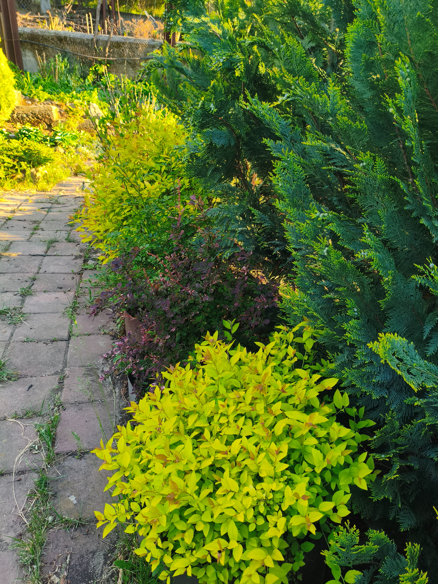 Японские спиреи хороши вместе с барбарисами и кипарисовиками