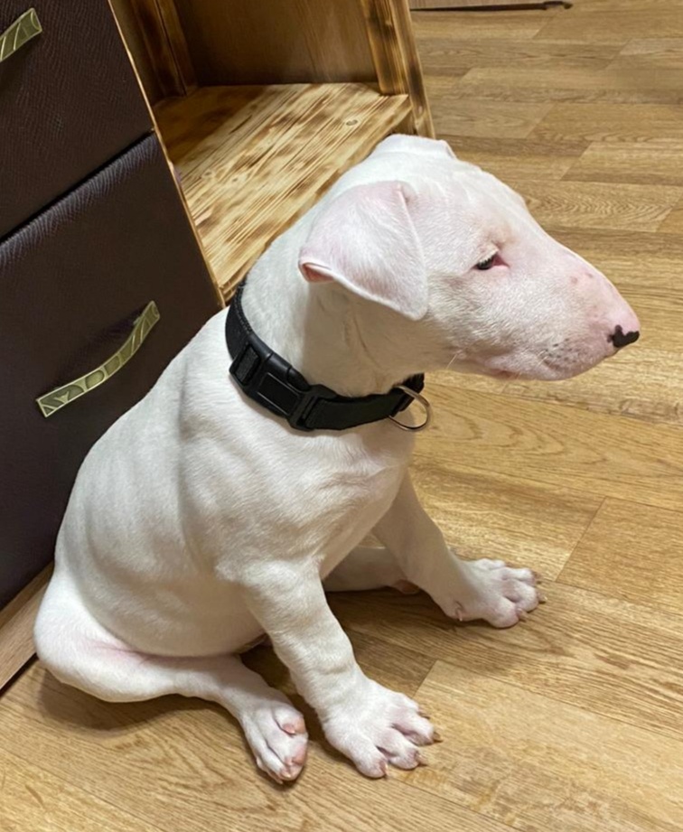 Ронин, 2 месяца