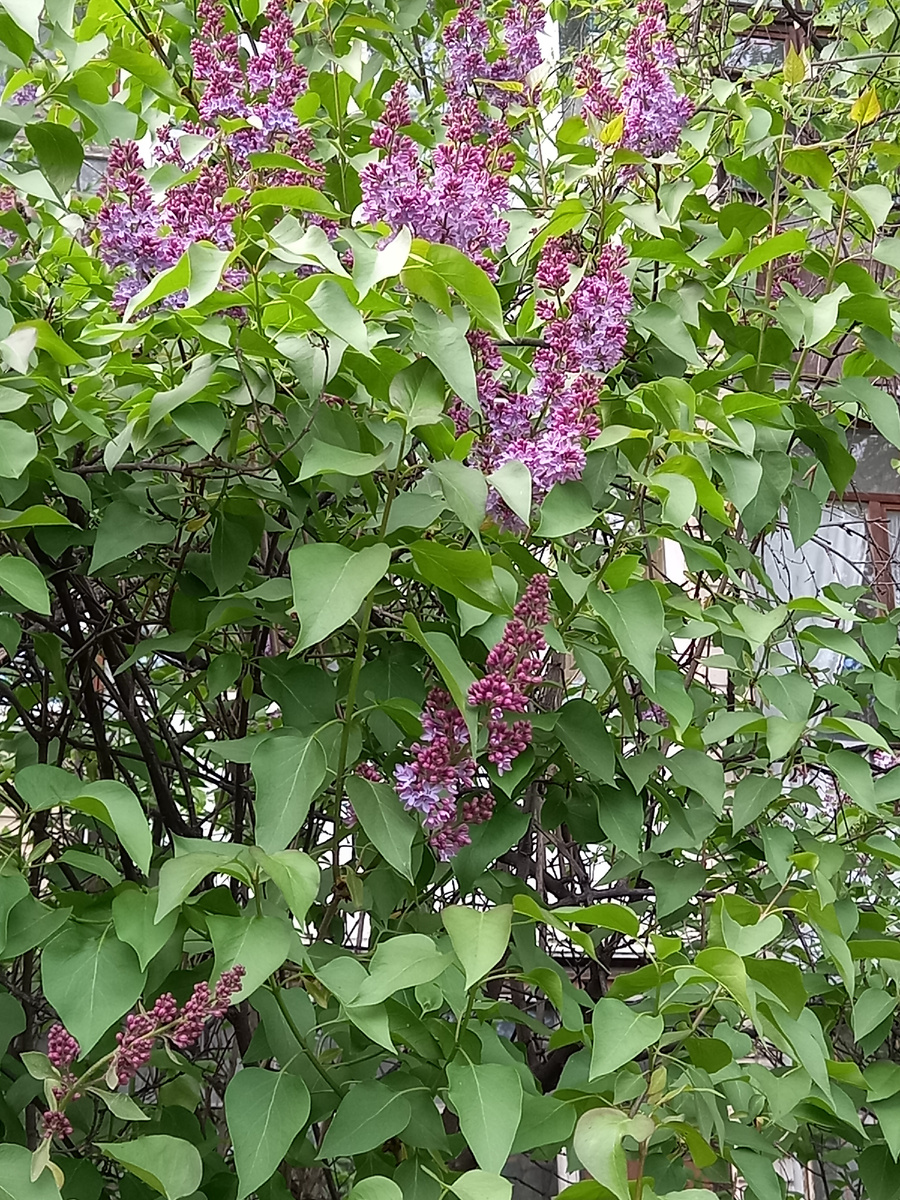 Куст сирени у нашего дома