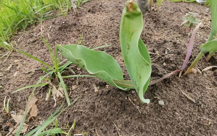    Мелкие тюльпаны и почему они полегают
