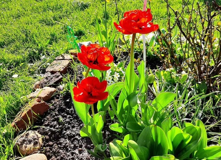     Мелкие тюльпаны и почему они полегают
