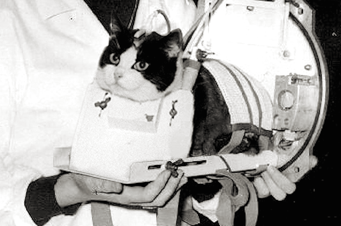 Кошка-космонавт С341 (Фелисетт) во время подготовки к полёту в космос