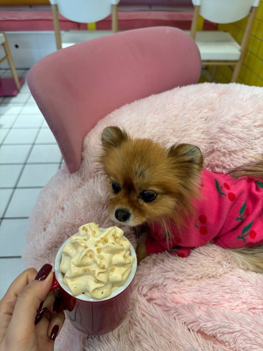 Оливка в Eggselent