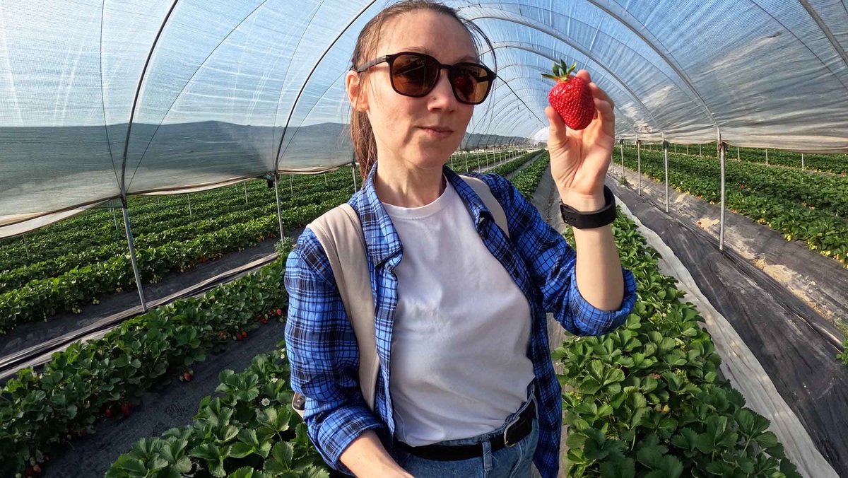 Клубника реально очень вкусная. И выглядт презентабельно. Листайте галерею, чтобы увидеть еще фото