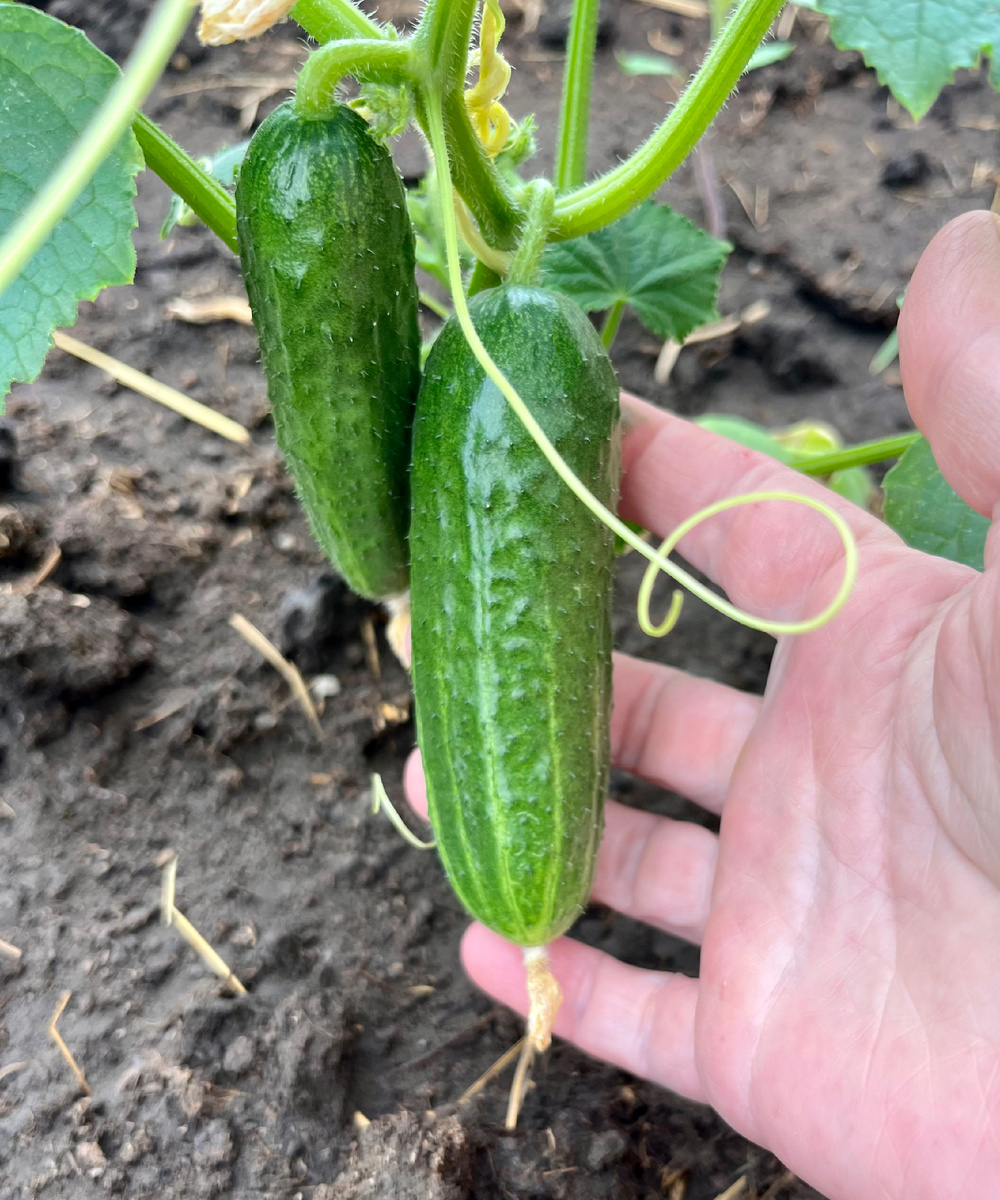 Моя прелесть!