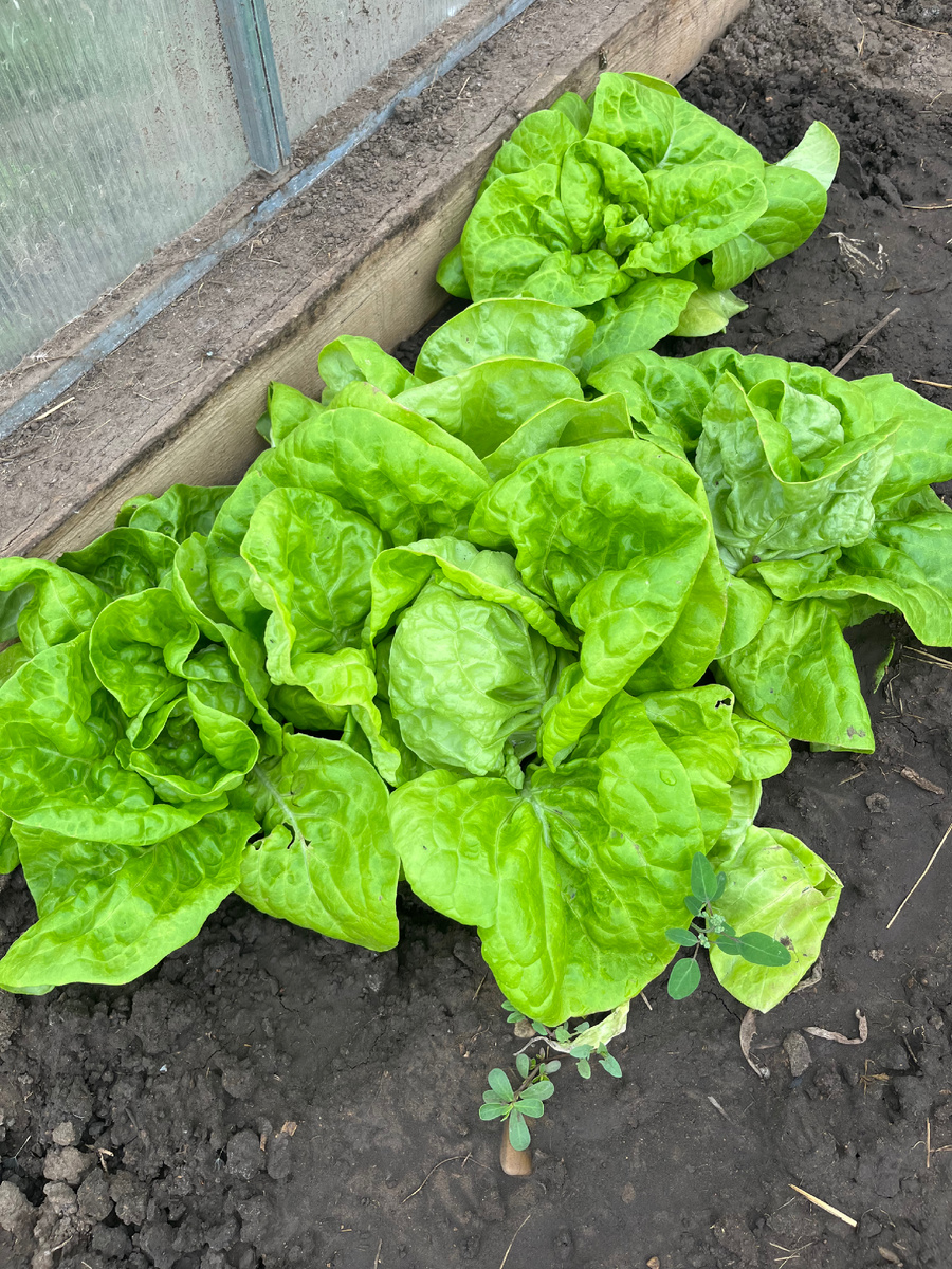 Салат Мэй Кинг, точнее всё, что от него осталось