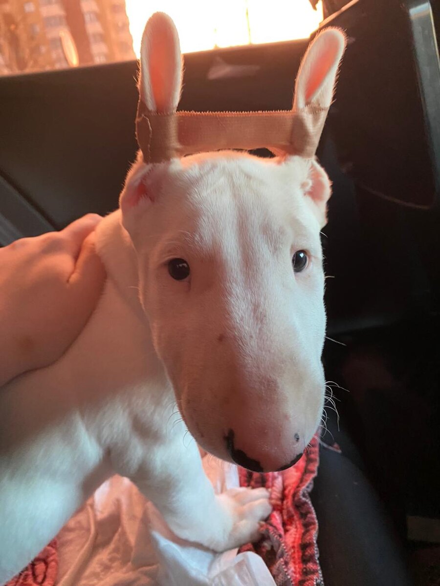 Наш головастик