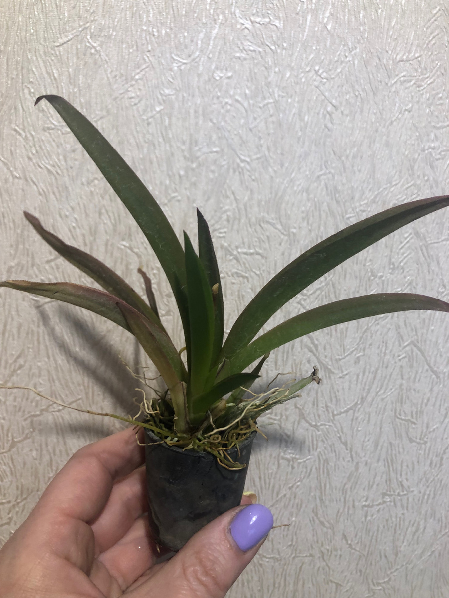 Моя Толумнея