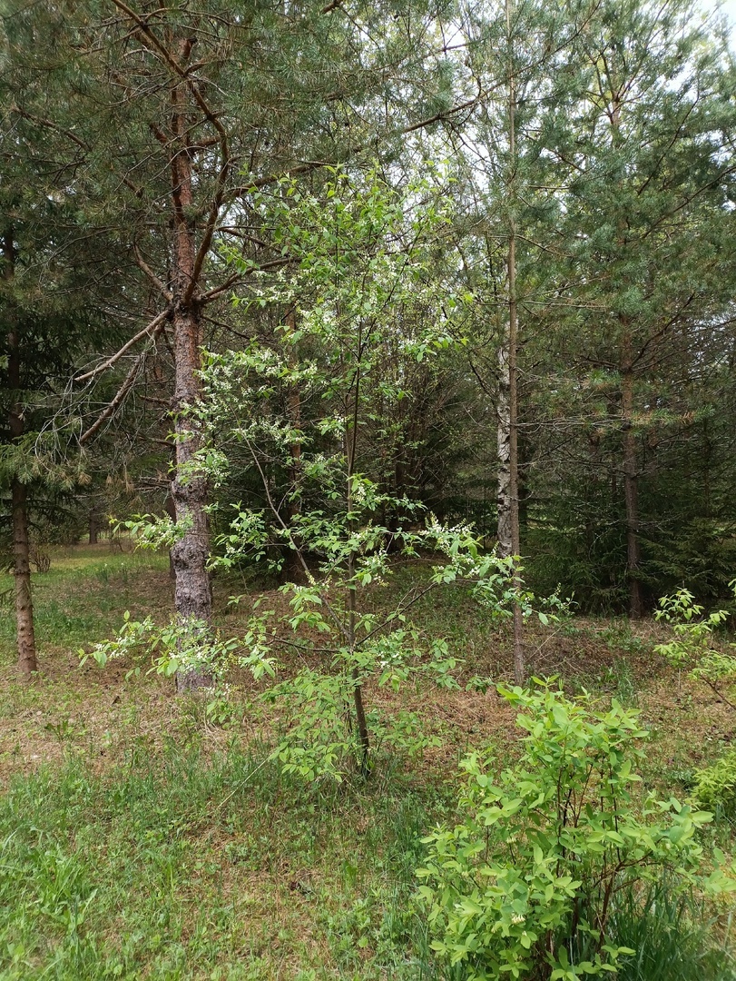 Моя черемуха начала набирать цвет