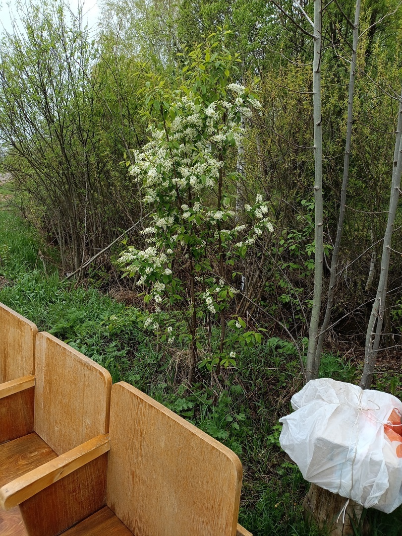 Черемуха на автобусной остановке. Почувствуйте разницу.