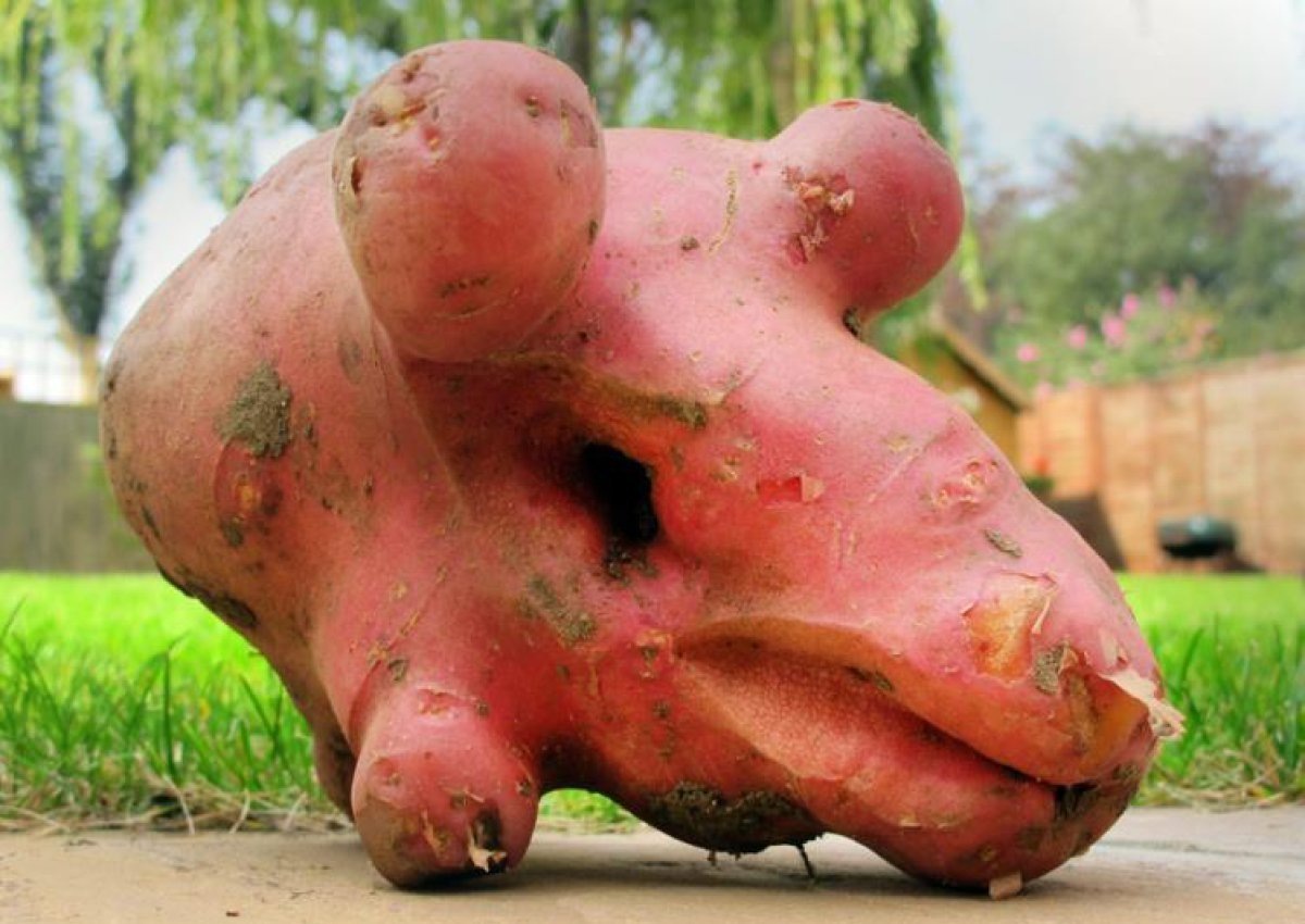 Поделка из странной картошки: искусство в духе сельского сюрреализма