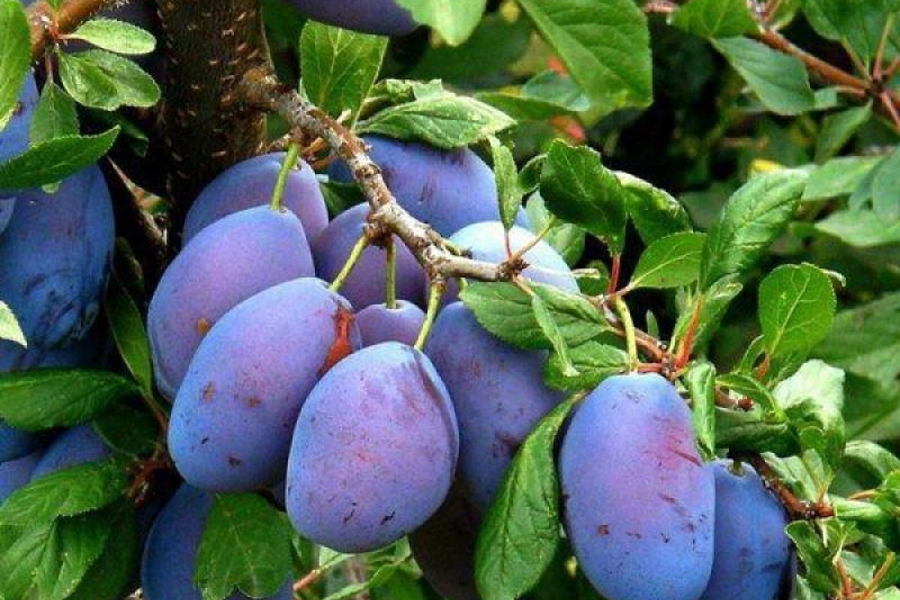 Слива «Заречная». Источник фото: https://zlatpitomnik.ru/sliva-zarechnaya-rannyaya