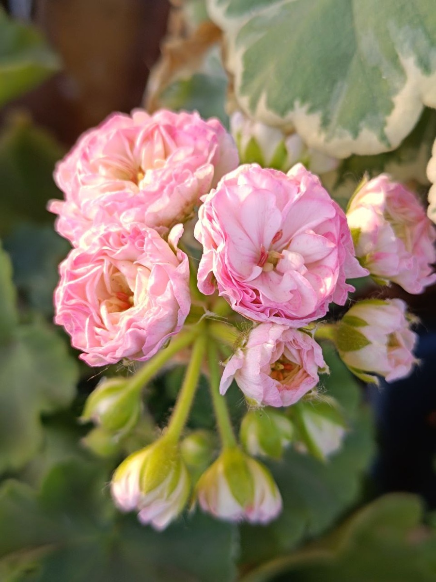 Пеларгония Kvarnlyckans Anna-Jeanette