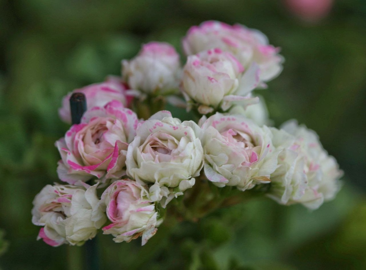 Ю Царская Невеста