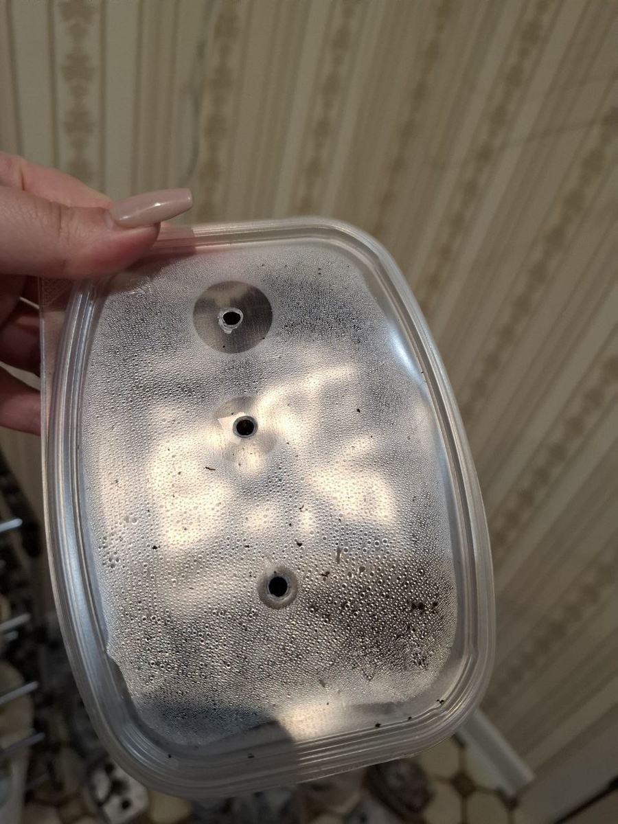 Три дырочки сверху