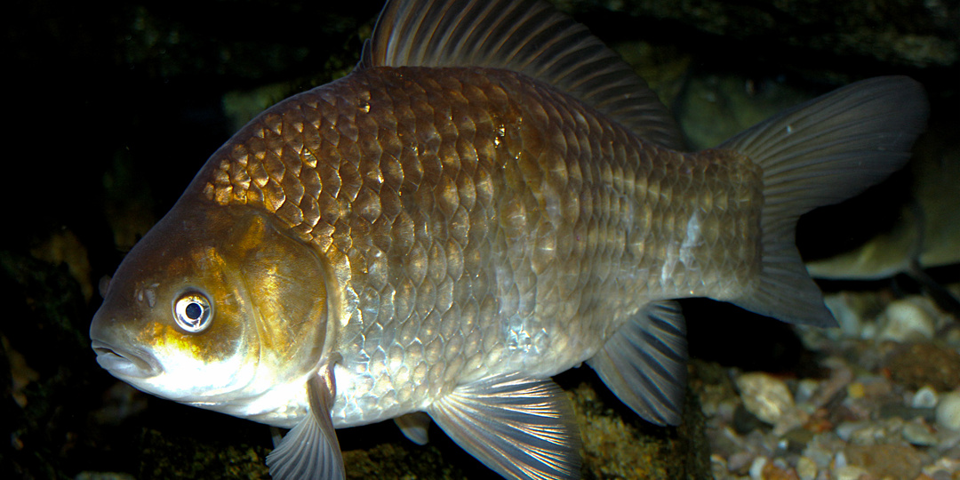 Неприхотлив, живуч, умён и очень хитёр: правила жизни карася