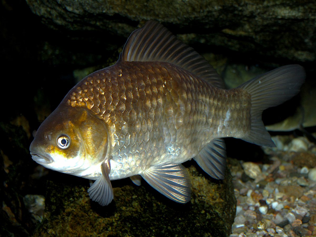 Вопреки популярному мнению, карась может жить в реках, просто встречается там реже, чем в водоёмах со стоячей водой. Karelj, Public domain