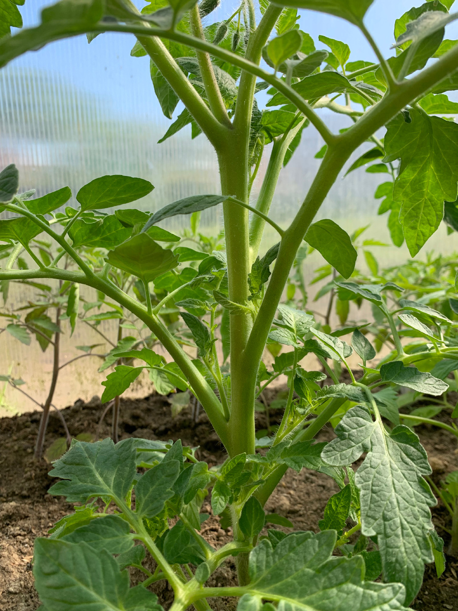 Куст томата с маленькими, только образовавшимися пасынками. Они расположены в пазухах между основным стволом и листьями. 