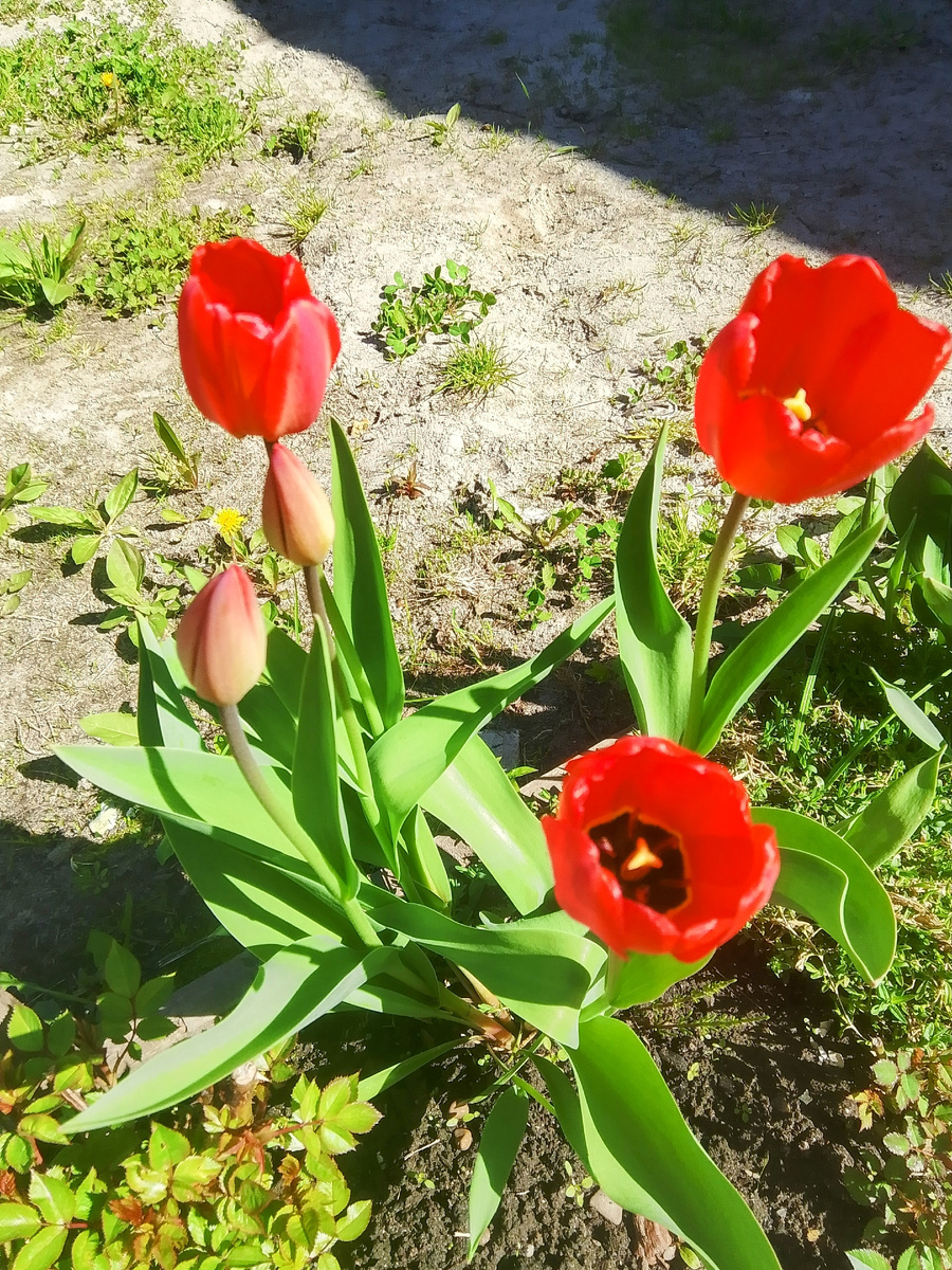 Тюльпаны распускаться 