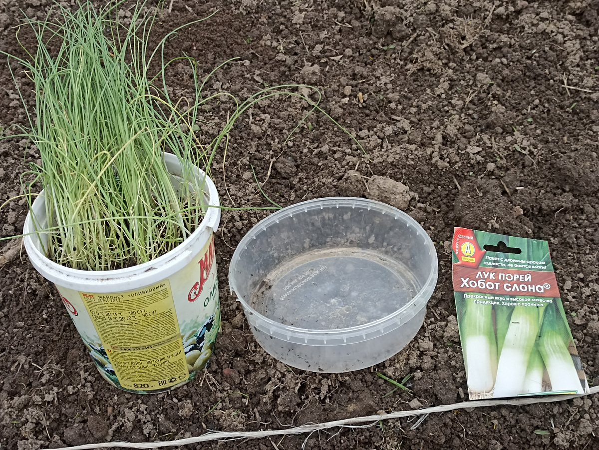ВЫаживаю лук порей Хобот слона. Фото автора