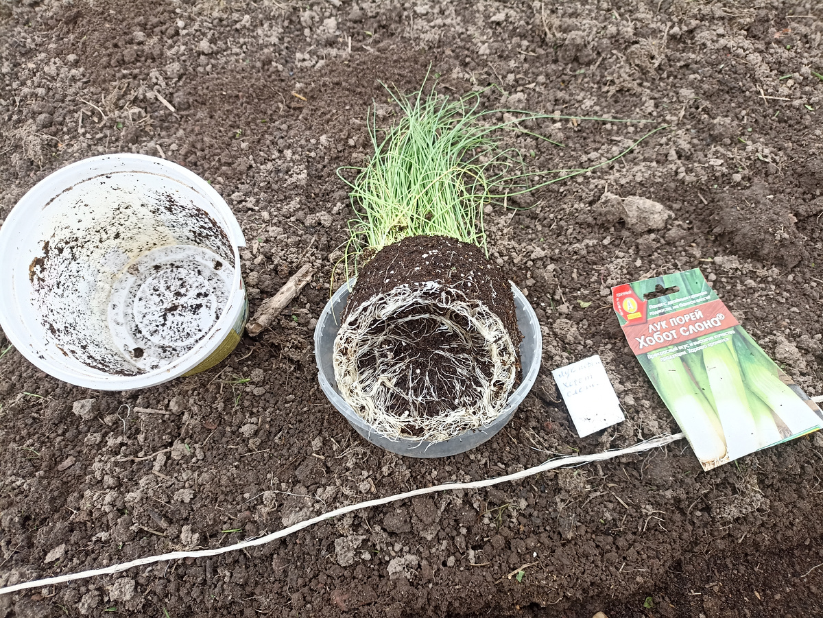 Корни расссады густо оплели ком грунта. Фото автора