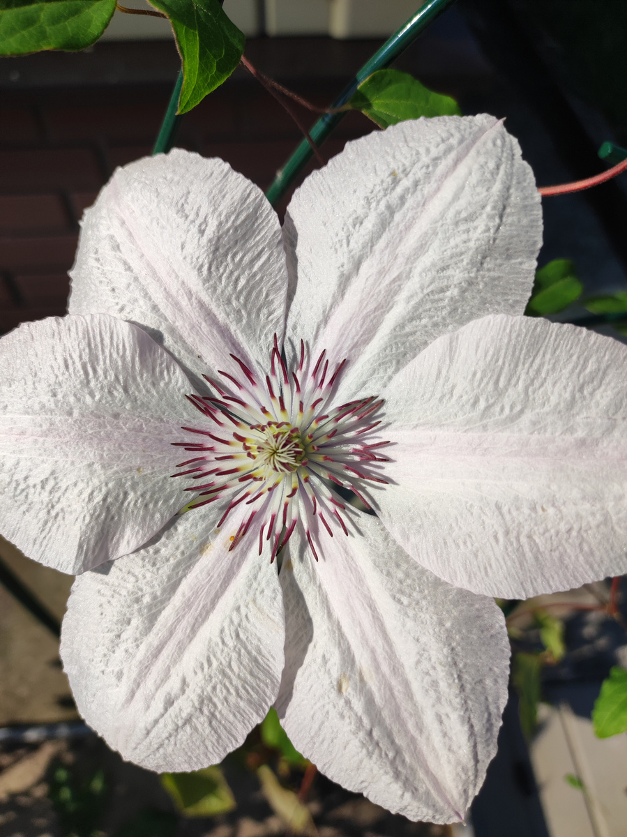 Фото автора, клематис, август 2024 года