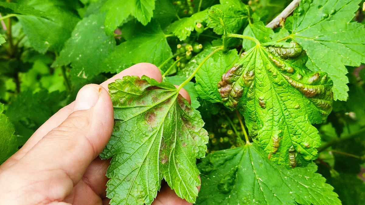 Тля - это злейший враг смородины. Если с ней не бороться, то она вмиг заполонит все ваши ягодные кустарники и лишит вас урожая.