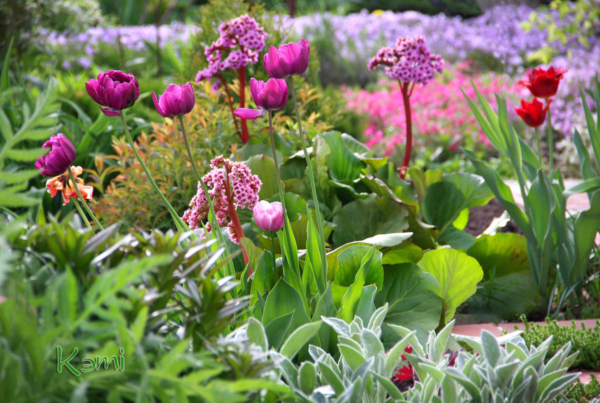 Тюльпаны и баданы в саду.