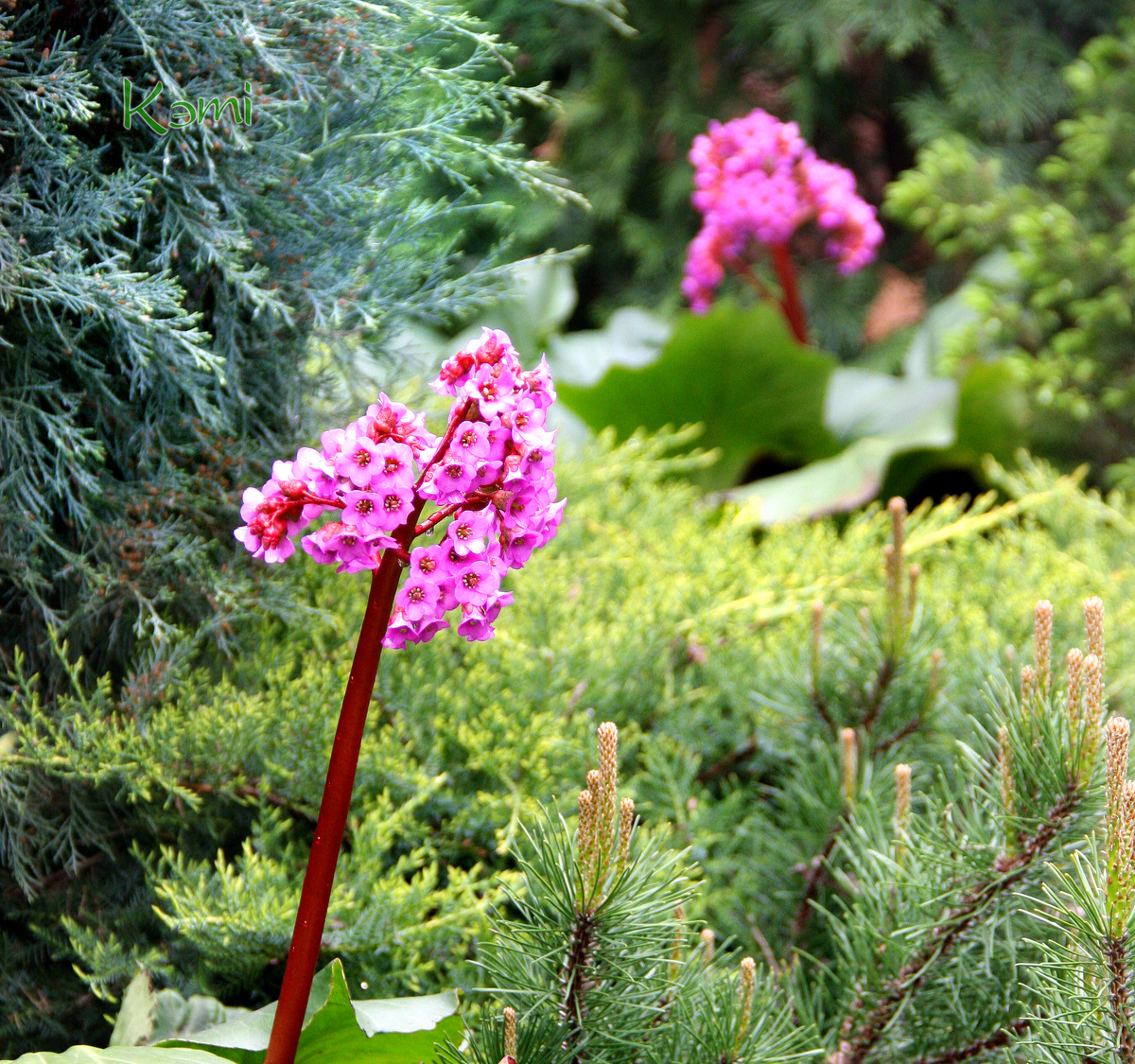 Баданы среди хвойных.