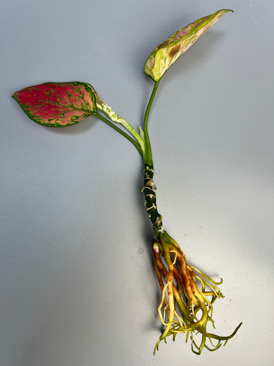 Бедняга похожа на жирафа