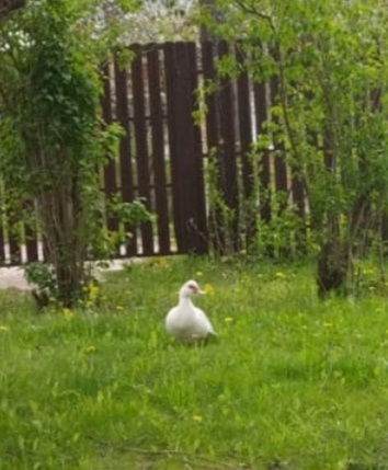 Фото птички сделал муж