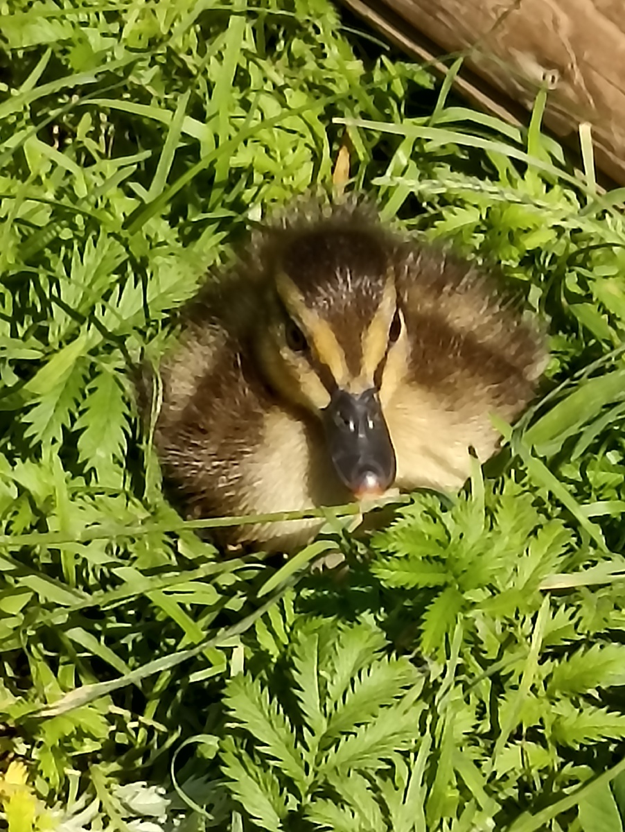 Вот такие гости к нам пожаловали. Фото автора