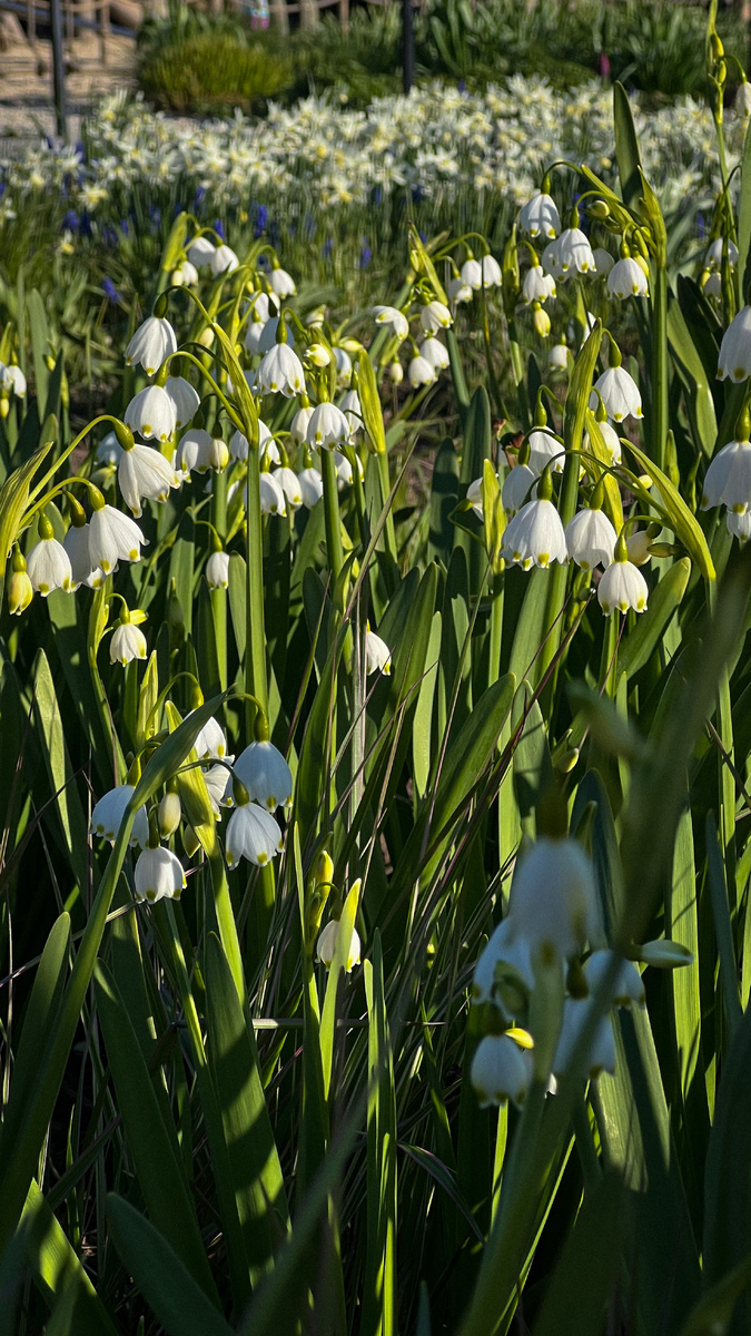 Фото 3. Белоцветники Весенние.