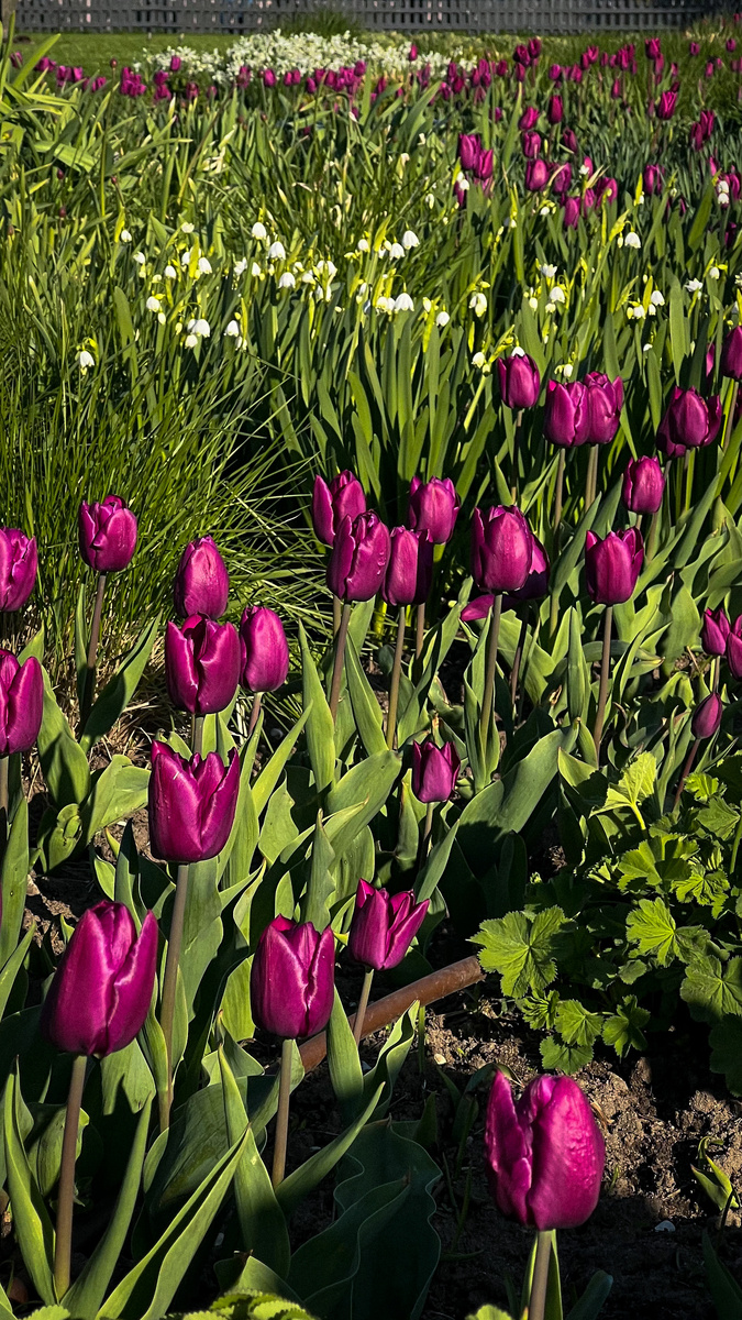 Фото 2. Темно-розовые тюлпаны "Пурпурный принц".