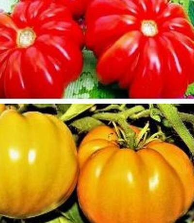 американский ребристый